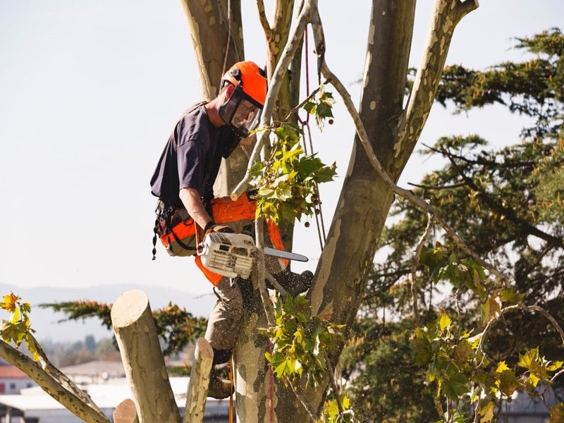 Tree Service Westchester County